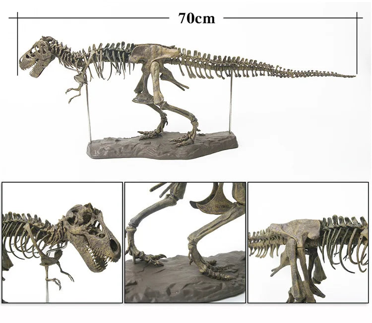 Tyrannosaurus Rex Skeleton Fossil Model 1:200