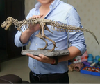 Tyrannosaurus Rex Skeleton Fossil Model 1:200